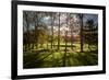 Backlit Trees-SAKhanPhotography-Framed Photographic Print