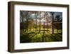 Backlit Trees-SAKhanPhotography-Framed Photographic Print