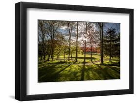 Backlit Trees-SAKhanPhotography-Framed Photographic Print