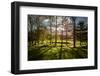 Backlit Trees-SAKhanPhotography-Framed Photographic Print