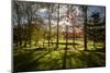 Backlit Trees-SAKhanPhotography-Mounted Photographic Print