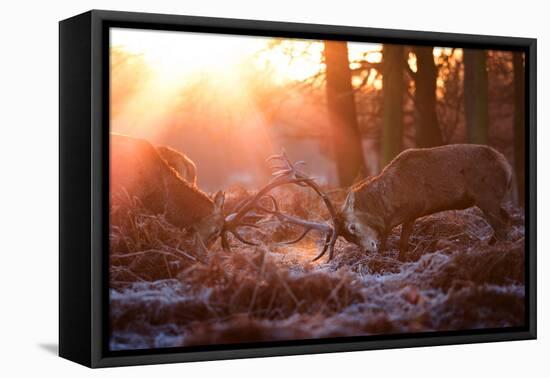 Backlit View of Two Red Deer Stags Battling at Sunrise-Alex Saberi-Framed Stretched Canvas