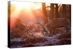 Backlit View of Two Red Deer Stags Battling at Sunrise-Alex Saberi-Stretched Canvas