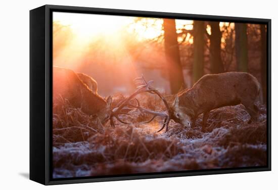 Backlit View of Two Red Deer Stags Battling at Sunrise-Alex Saberi-Framed Stretched Canvas