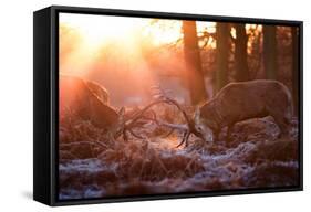 Backlit View of Two Red Deer Stags Battling at Sunrise-Alex Saberi-Framed Stretched Canvas