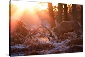 Backlit View of Two Red Deer Stags Battling at Sunrise-Alex Saberi-Stretched Canvas