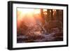 Backlit View of Two Red Deer Stags Battling at Sunrise-Alex Saberi-Framed Premium Photographic Print