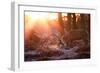 Backlit View of Two Red Deer Stags Battling at Sunrise-Alex Saberi-Framed Premium Photographic Print