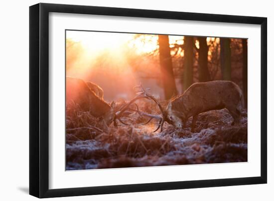 Backlit View of Two Red Deer Stags Battling at Sunrise-Alex Saberi-Framed Photographic Print