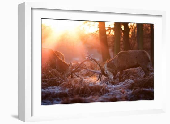 Backlit View of Two Red Deer Stags Battling at Sunrise-Alex Saberi-Framed Photographic Print