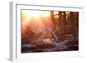 Backlit View of Two Red Deer Stags Battling at Sunrise-Alex Saberi-Framed Photographic Print