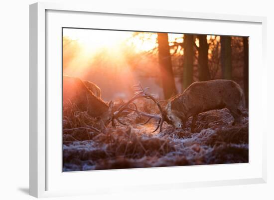 Backlit View of Two Red Deer Stags Battling at Sunrise-Alex Saberi-Framed Photographic Print