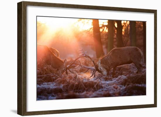 Backlit View of Two Red Deer Stags Battling at Sunrise-Alex Saberi-Framed Photographic Print