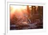 Backlit View of Two Red Deer Stags Battling at Sunrise-Alex Saberi-Framed Photographic Print