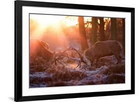 Backlit View of Two Red Deer Stags Battling at Sunrise-Alex Saberi-Framed Photographic Print