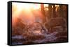 Backlit View of Two Red Deer Stags Battling at Sunrise-Alex Saberi-Framed Stretched Canvas