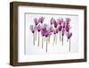 Backlit Violet-null-Framed Premium Photographic Print