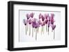 Backlit Violet-null-Framed Premium Photographic Print