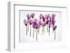 Backlit Violet-null-Framed Premium Photographic Print