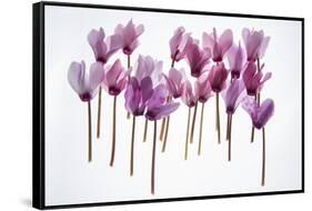 Backlit Violet-null-Framed Stretched Canvas