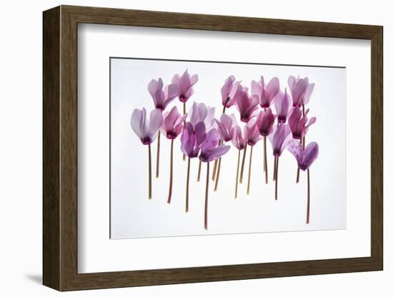 Backlit Violet-null-Framed Photographic Print