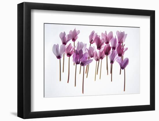 Backlit Violet-null-Framed Photographic Print