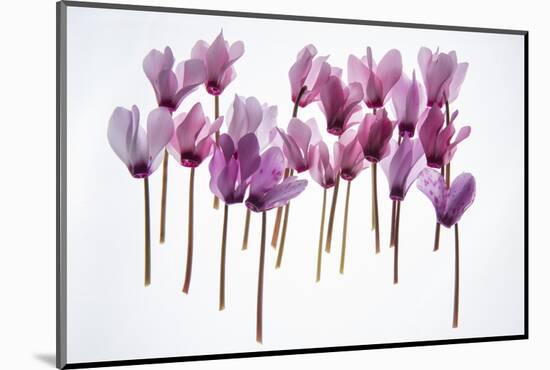 Backlit Violet-null-Mounted Photographic Print