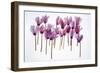 Backlit Violet-null-Framed Photographic Print