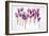 Backlit Violet-null-Framed Photographic Print