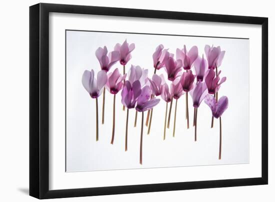 Backlit Violet-null-Framed Photographic Print