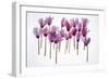 Backlit Violet-null-Framed Photographic Print