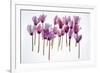 Backlit Violet-null-Framed Photographic Print