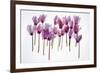 Backlit Violet-null-Framed Photographic Print