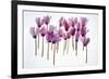 Backlit Violet-null-Framed Photographic Print