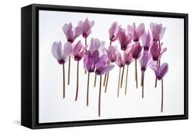 Backlit Violet-null-Framed Stretched Canvas