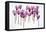 Backlit Violet-null-Framed Stretched Canvas