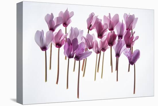 Backlit Violet-null-Stretched Canvas