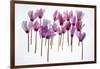 Backlit Violet-null-Framed Photographic Print