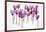 Backlit Violet-null-Framed Photographic Print