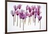 Backlit Violet-null-Framed Premium Photographic Print