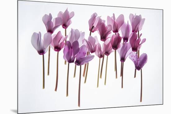 Backlit Violet-null-Mounted Premium Photographic Print