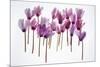 Backlit Violet-null-Mounted Premium Photographic Print