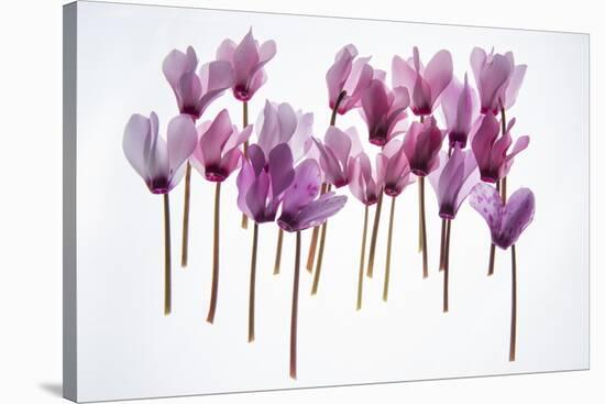 Backlit Violet-null-Stretched Canvas