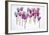 Backlit Violet-null-Framed Photographic Print