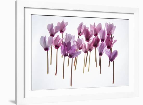 Backlit Violet-null-Framed Photographic Print