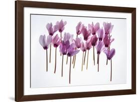 Backlit Violet-null-Framed Photographic Print