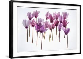 Backlit Violet-null-Framed Photographic Print