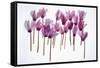 Backlit Violet-null-Framed Stretched Canvas