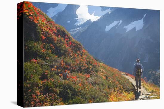 Backpacker on Trail, Huckleberry(Vaccinium Deliciosum), Washington,Usa-Gary Luhm-Stretched Canvas