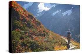 Backpacker on Trail, Huckleberry(Vaccinium Deliciosum), Washington,Usa-Gary Luhm-Stretched Canvas